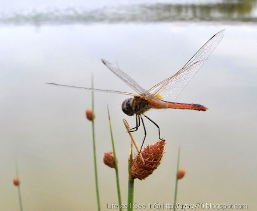 dragonfly